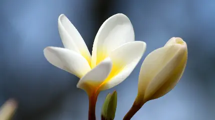 عکس و والپیپر زیبا و تماشایی از گل پلومریا یا فرانگی پانی 