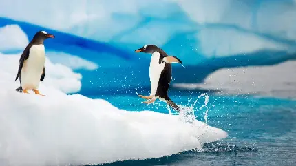 عکس پنگوئن برای تصویر زمینه