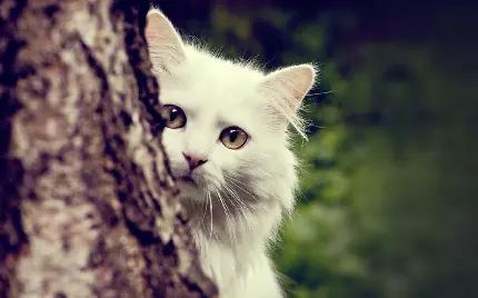 عکس گربه سفید با چشم های سبز با کیفیت بالا