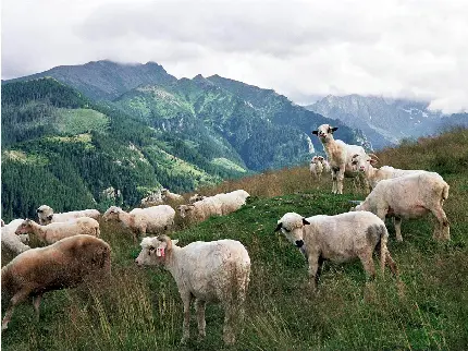 عکس نقاشی گوسفندان با کیفیت بالا