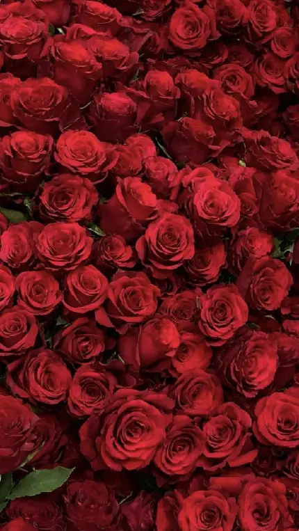 عکس گل رز های قرمز برای بک گراند باکیفیت عالی