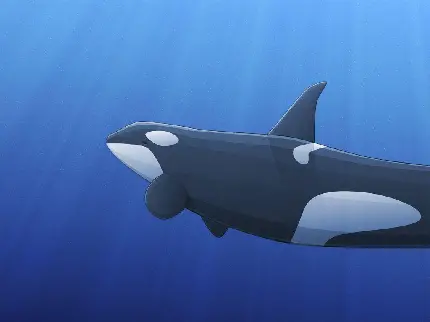 عکس نقاشی بک گراند نهنگ قاتل با کیفیت