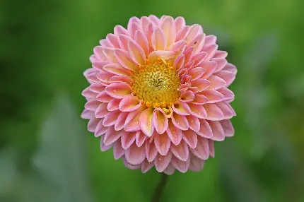 عکس و تصویر زمینه گل کوکب زیبا و خاص با کیفیت فول اچ دی