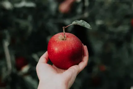 عکس سیب سرخ در دست دختری در باغ سرسبز با کیفیت HD