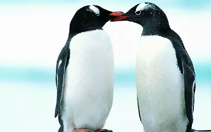 عکس پنگوئن های عاشق