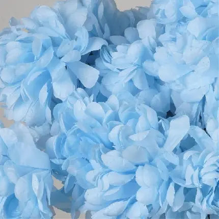 والپیپر گلبرگ های آبی کمرنگ با کیفیت بالا