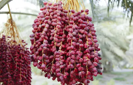 عکس میوه پرطرفدار خرما میوه ای مناسب برای رژیم های لاغری