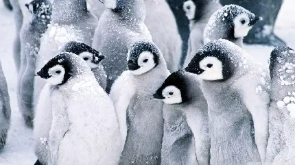 عکس سیاه سفید پنگوئن ها