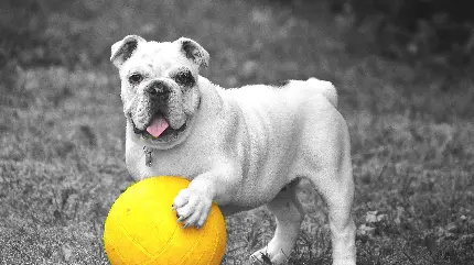 والپیپر عکس سگ از نژاد بولداگ بازیگوش با کیفیت 4K