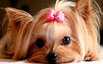 عکس سگ بزرگ