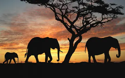 عکس فیل در غروب آفتاب برای والپیپر