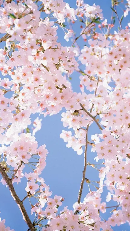 عکس شکوفه های گیلاس بهاری با بهترین کیفیت برای گوشی
