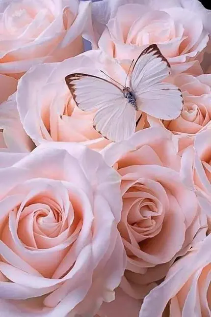 عکس پروفایل گل رز صورتی و پروانه