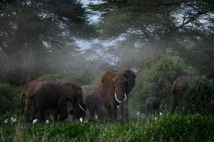 دانلود عکس فیل آفریقایی
