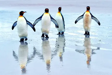 عکس پنگوئن با کیفیت بالا