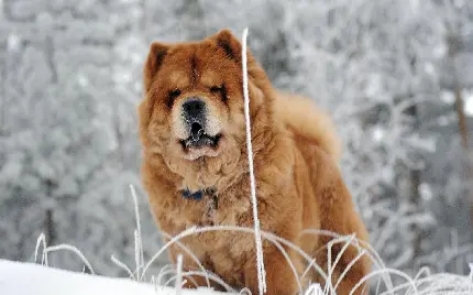 عکس سگ چاوچاو جالب و دوست داشتنی برای والپیپر
