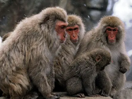 عکس خانواده میمون با کیفیت بالا