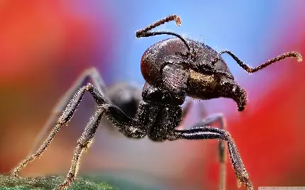 عکس مورچه از نمای نزدیک