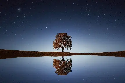 تصویر زمینه تک درخت پاییزی در کنار دریاچه برای کامپیوتر