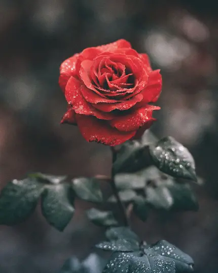 عکس گل رز قرمز برای پروفایل با بهترین کیفیت
