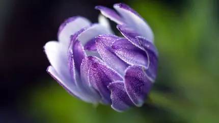 عکس و والپیپر زیبای گل استئوسپرموم یا osteospermum
