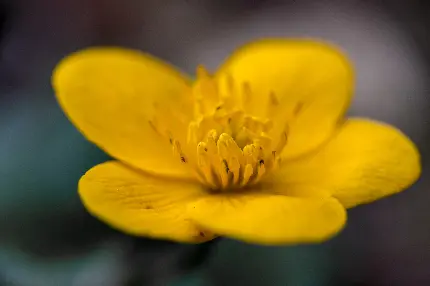 دانلود عکس ماکرو از گل زرد رنگ زیبا با بهترین کیفیت 
