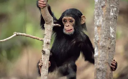 میمون دماغ دراز ویکی پدیا