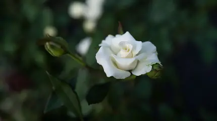 عکس گل رز سفید در باغچه با کیفیت بالا