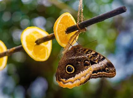 تصویر زمینه پروانه برای دسکتاپ با بهترین کیفیت
