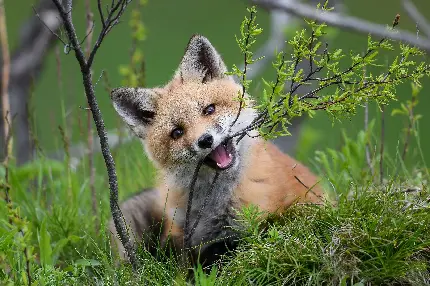 دانلود عکس بسیار زیبا و جذاب توله روباه سرخ در حال خوردن