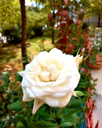 عکس گل رز سفید عاشقانه با کیفیت بالا