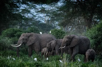 عکس گروه فیل در جنگل