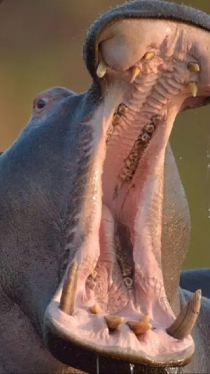 تابلو اسب دکوراتیو