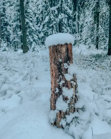تصویر زمینه تک درخت قطع شده در جنگل زمستانی