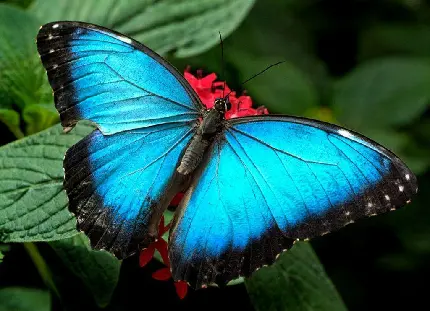 عکس پروانه رنگ آبی