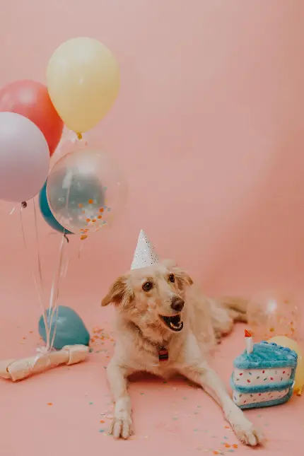 دانلود عکس جشن تولد سگ