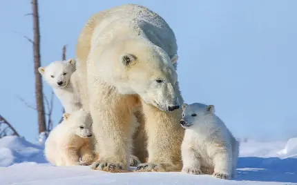 عکس خرس قطبی با کیفیت بالا برای روز جهانی خرس قطبی