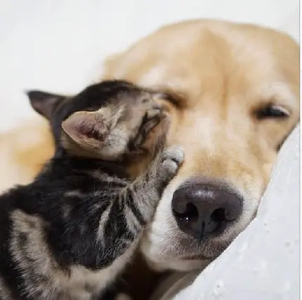 عکس زیبا از بچه گربه در آغوش یک سگ