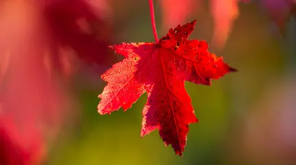عکس از برگ قرمز پاییزی در حالت ماکرو برای بک گراند 