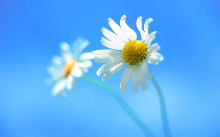 عکس و تصویر زمینه از گل بابونه زیبا و پر خاصیت برای ویندوز