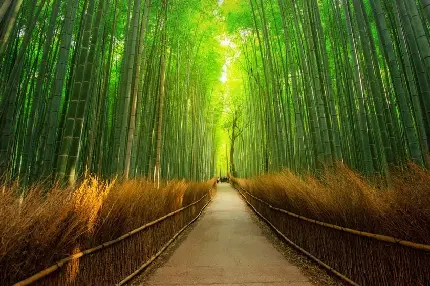 عکس جنگل بامبو آراشیاما