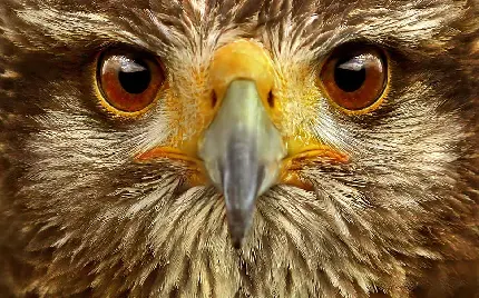عکس عقاب طلایی برای پس زمینه