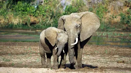 عکس فیل واقعی بزرگ در کنار بچه فیل با کیفیت بالا
