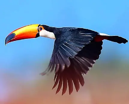 عکس پرنده زیبا و دوست داشتنی توکان توکو در جنگل آمازون