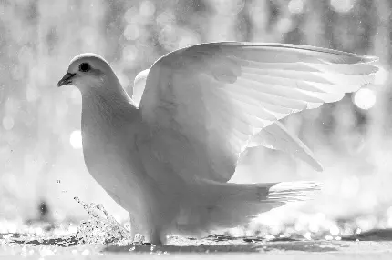 عکس کبوتر سفید زیبا