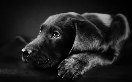 عکس توله سگ مشکی زیبا برای تصویر زمینه