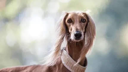 عکس جالب سگ از نژاد saluki سالوکی با کیفیت فول اچ دی