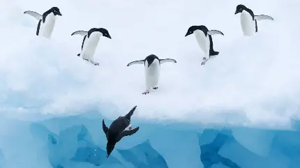 عکس پنگوئن های زیبا