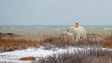 عکس خرس قطبی بومی محدوده مدار شمالگان برای روز خرس قطبی