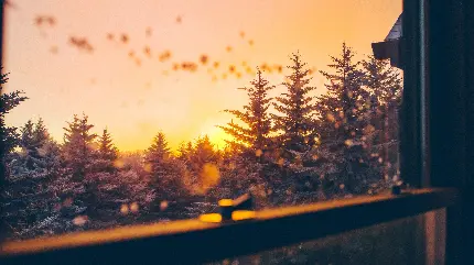 تصویر زمینه با کیفیت از درختان پشت پنجره برای بک گراند ویندوز